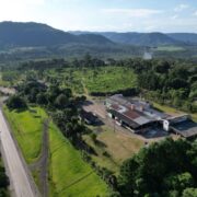 Erva-mate sustentável entre araucárias: projeto de extensão valoriza biodiversidade e cultura regional no Paraná
